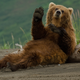 Illustration for article titled Clumsy bear falls on police car, causes highway fire, flees the scene